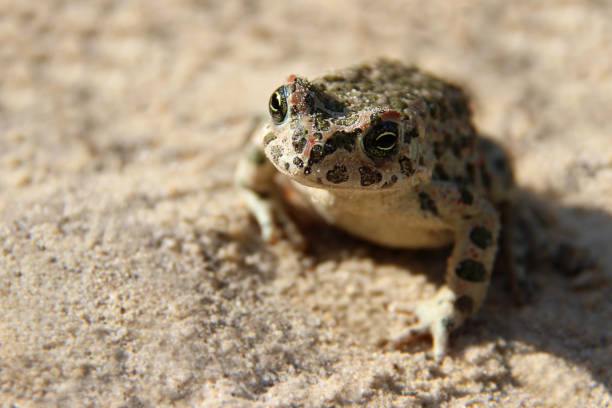 European green toad (Bufo viridis) on the ground close up.