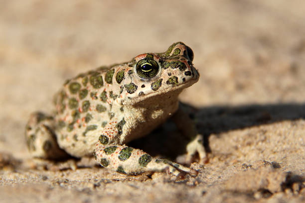 istock European green toad (Bufo viridis) on the ground close up. 1158188314