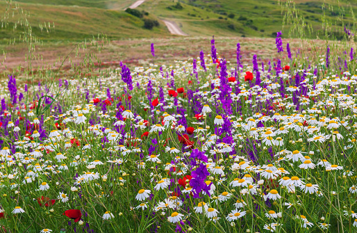 Multicolored wildflowers on a highland meadow