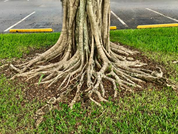 close up banyan tree trunk and roots - 7585 imagens e fotografias de stock