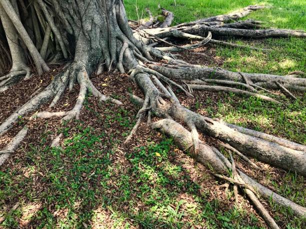 istock close up banyan tree trunk and roots 1158189306