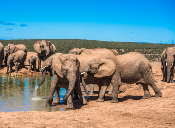 istock Elephant’s herd at water hole, South Africa 1158189793