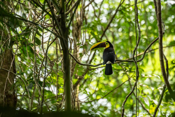 istock Chestnut-mandibled toucan 1158191214