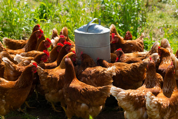 istock Free range, organic chickens at a water trough 1158191321