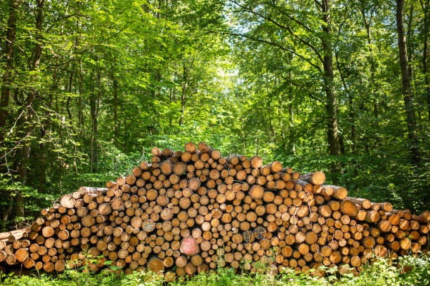 Germany: Stacked wood near a forest path.
