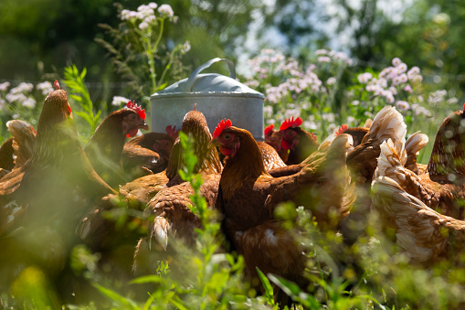Free range chickens at a water trough on an organic farm