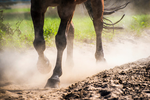 Hooves in Sand Dust photo