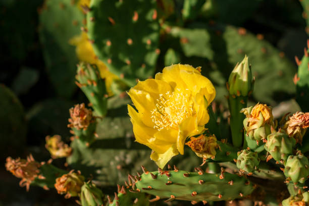a close up of one paddle of a prickly pear cactus with two orange flower blooming and some more buds ready to bloom