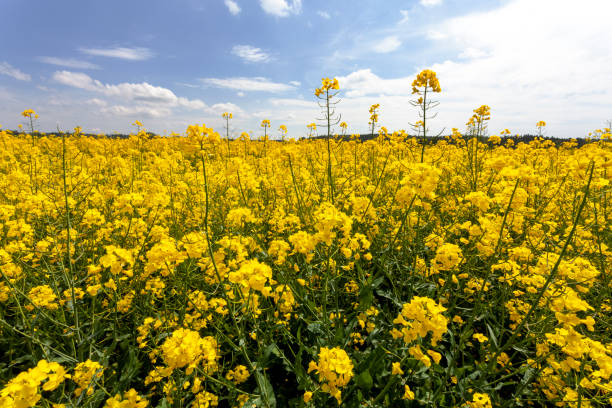 istock Field of Oilseed Rape 1158193100