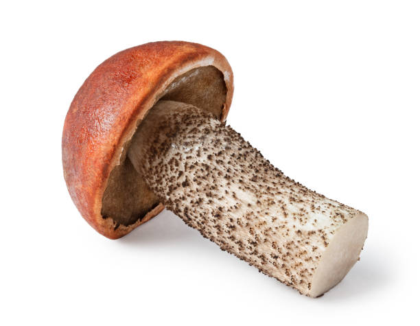 istock Mushroom isolated on white. Beautiful forest orange-cap boletus 1158193475