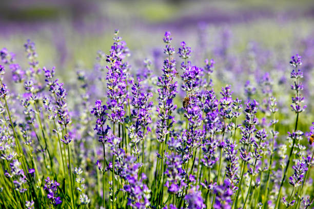 istock Blooming field of lavender (Lavandula L.) at sunrise 1158193607