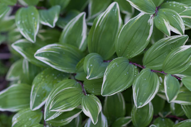 istock Solomons seal plant with sparkling droplets 1158194822