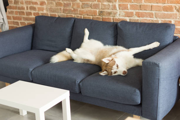 istock Husky dog is funny sleeping indoors. 1158195608