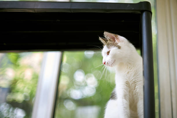 istock Cute White Kitten On Window Sill Looking Down 1158197559