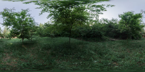 istock 360 degrees spherical panorama of forest. 1158197786