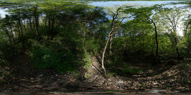 istock 360 Degrees Spherical Panorama of Forest. 1158197803