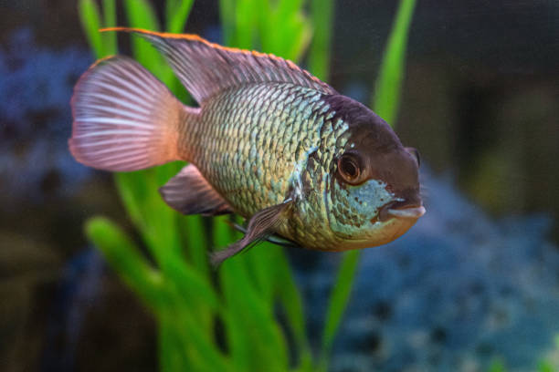 istock Nannacara anomala neon blue aquarium fish 1158199078