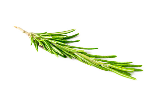 istock rosemary isolated on white background 1158199181