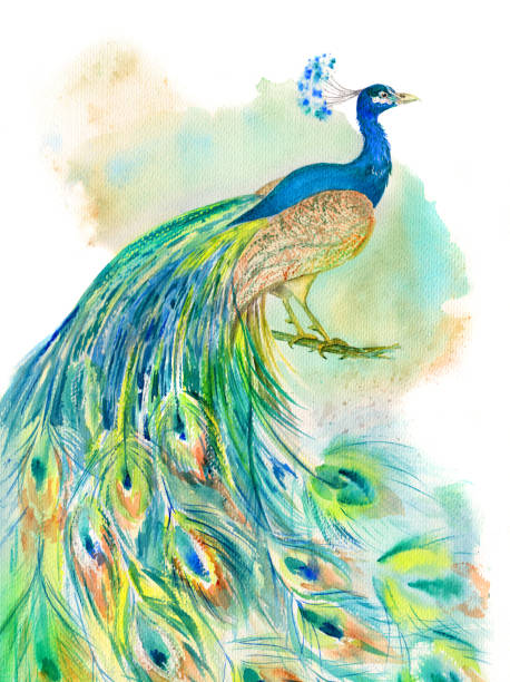 peacock watercolor Colorful Peacock on white background for print and wallpaper design. Bird Hand drawn Beautiful watercolor illustration. Turquoise, blue, green feather ethnic watercolour peacock feather drawing stock illustrations