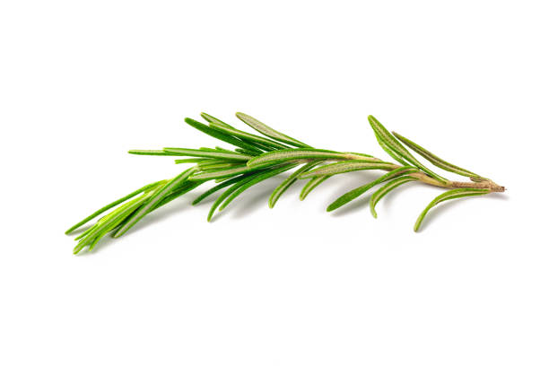 istock rosemary isolated on white background 1158199258