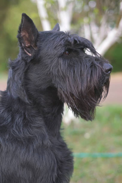 il ritratto di un cane schnauzer gigante nero con orecchie ritagliate in posa all'aperto in primavera - giant schnauzer foto e immagini stock