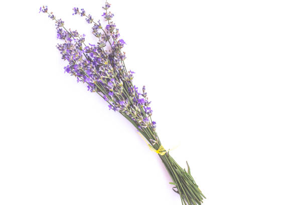 istock Fresh lavender bouquet isolated on white background. Romantic concept with copy space. 1158200511