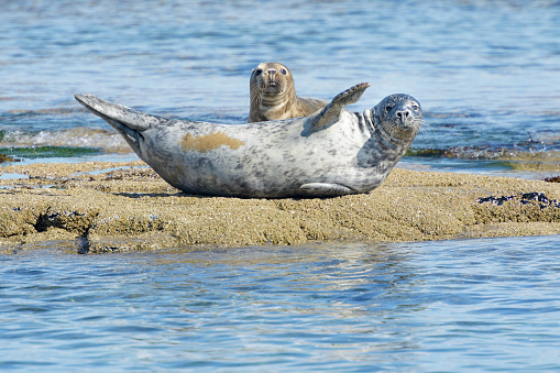 Common or harbor seal (Phoca vitulina), lying on beach, Farne Islands, Northumberland, UK.