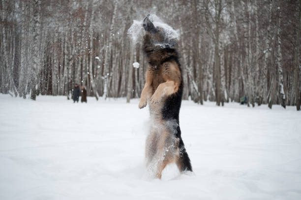 istock East European Shepherd playing in the snow 1158200643