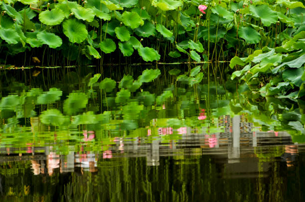 Blossom lotus flowers Reflections in lake