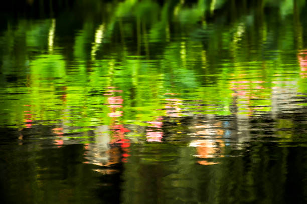 Blossom lotus flowers Reflections in lake