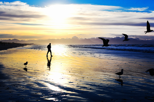 Man walking on a beautiful beach as seagulls take off.