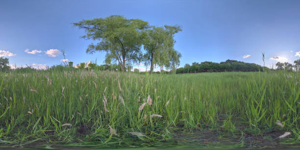 Photo of a sugar cane plantation, with a tree on background.