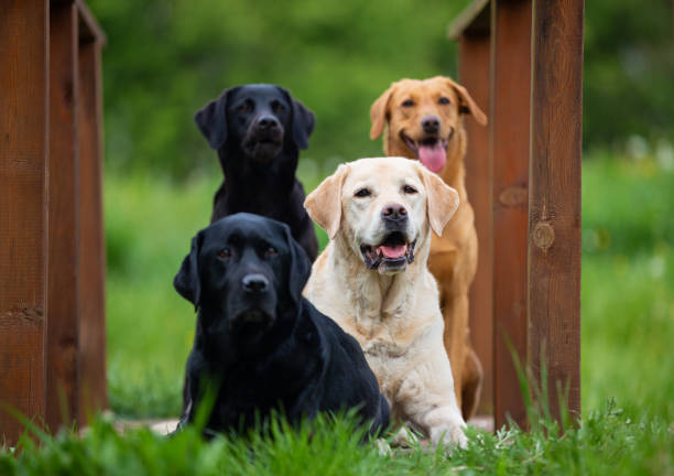 istock Four Labrador Retriever dogs on a spring meadow 1158201929