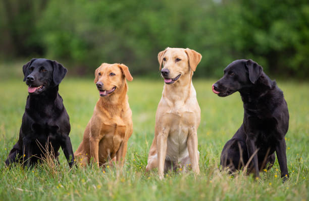 istock Four Labrador Retriever dogs on a spring meadow 1158201930