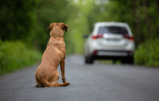 Perro abandonado en la carretera photo