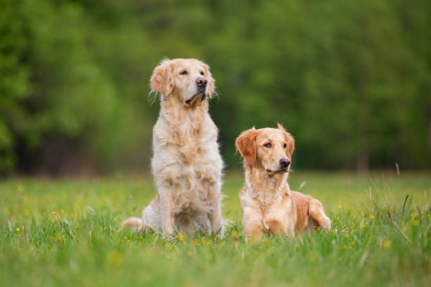 istock Two Golden Retriever dogs on a green meadow 1158201941