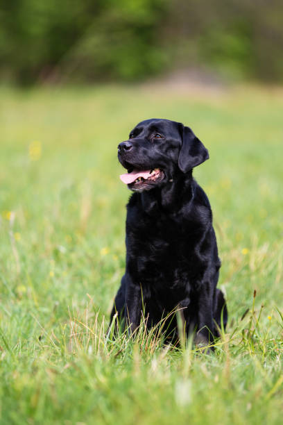 istock Black Labrador Retriever dog on a spring meadow 1158201984