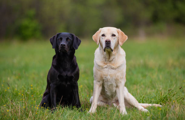 istock Two Labrador Retriever dogs, black and yellow 1158201985
