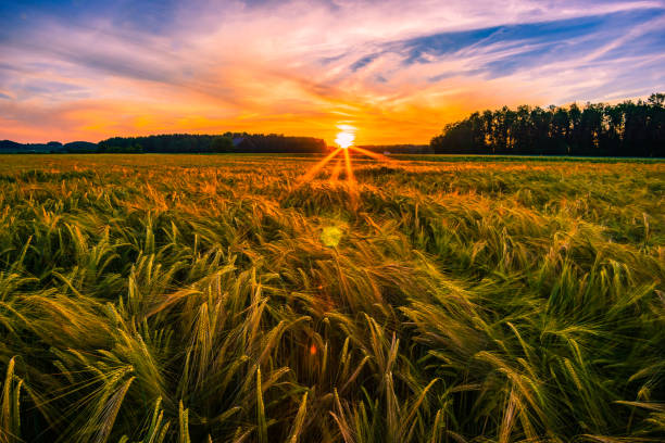 istock Sunset on the field in bavaria germany 1158202143