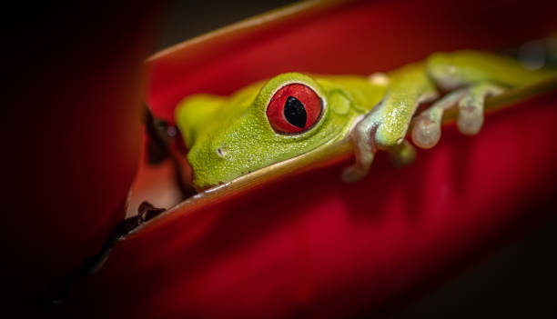 istock Red-eyed Tree Frog in Costa Rica 1158204831