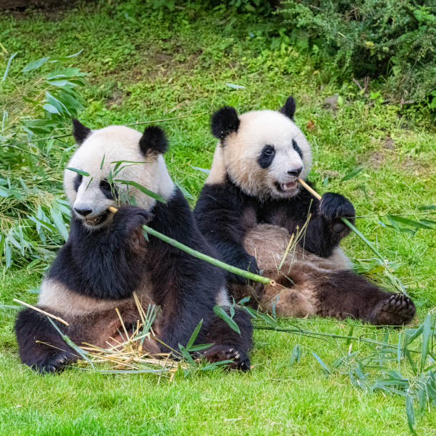 панда, мать и ее молодые - bear animal kissing forest стоковые фото и изображения