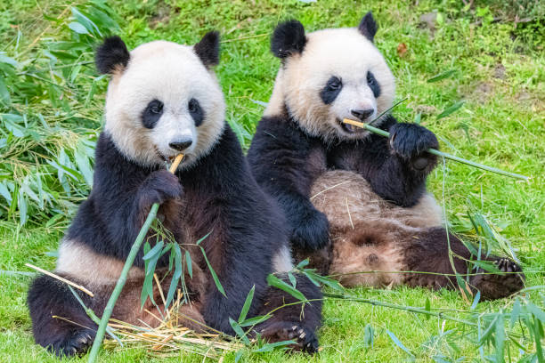 panda, matka i jej młode - bear animal kissing forest zdjęcia i obrazy z banku zdjęć