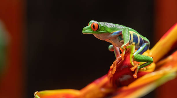 istock Red-eyed Tree Frog in Costa Rica 1158206156