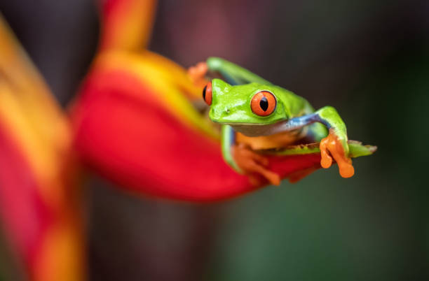 istock Red-eyed Tree Frog in Costa Rica 1158206181