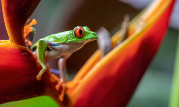 istock Red-eyed Tree Frog in Costa Rica 1158206211