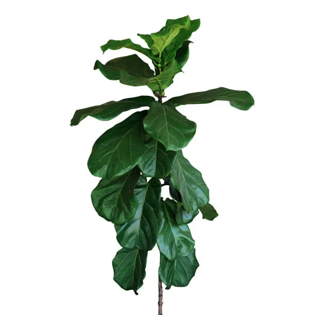 Photo of Green leaves of fiddle-leaf fig tree (Ficus lyrata) the popular ornamental tree tropical houseplant isolated on white background, clipping path included.