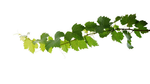 istock Grape leaves vine plant branch with tendrils isolated on white background, clipping path included. 1158206293