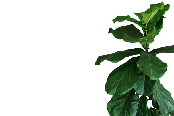 Photo of Green leaves of fiddle-leaf fig tree (Ficus lyrata) the popular ornamental tree tropical houseplant isolated on white background, clipping path included.