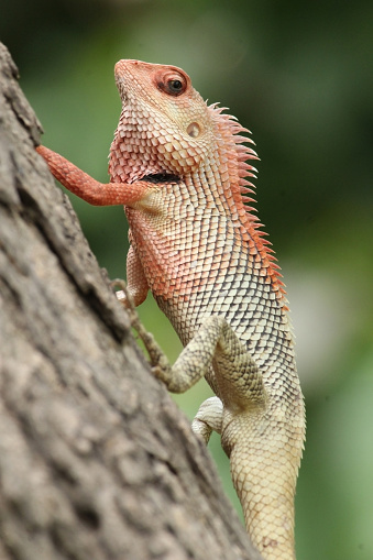 brown and black lizard on brown wood photo – Free Reptile Image on Unsplash brown and black lizard on brown wood photo – Free Reptile Image on Unsplash