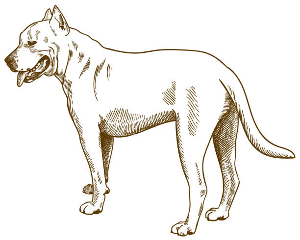 grawerowanie antyczne ilustracji pitbull - mixed breed dog american bulldog dog isolated stock illustrations
